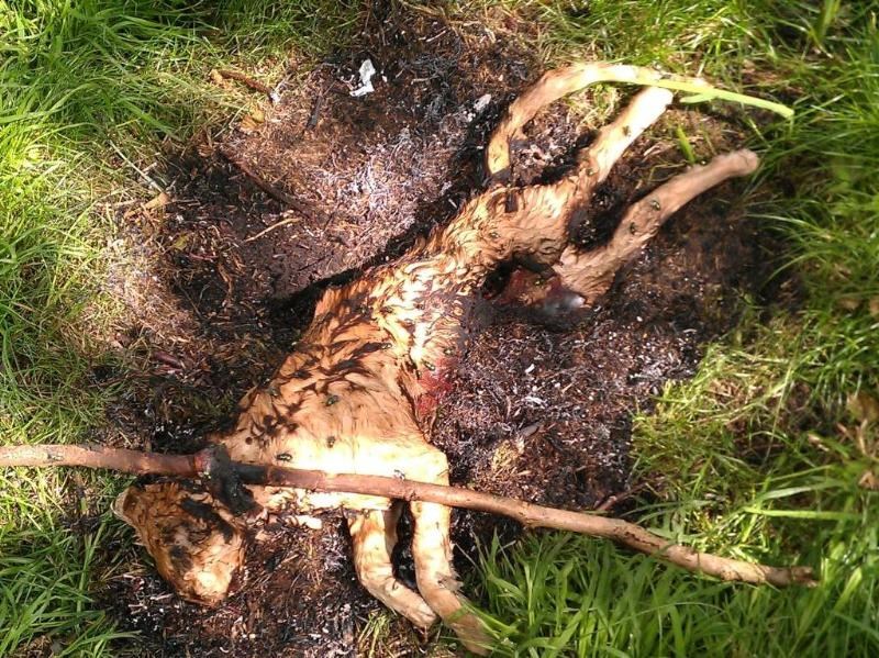 Eigenaar verbrande kat Nieuwleusen gevonden