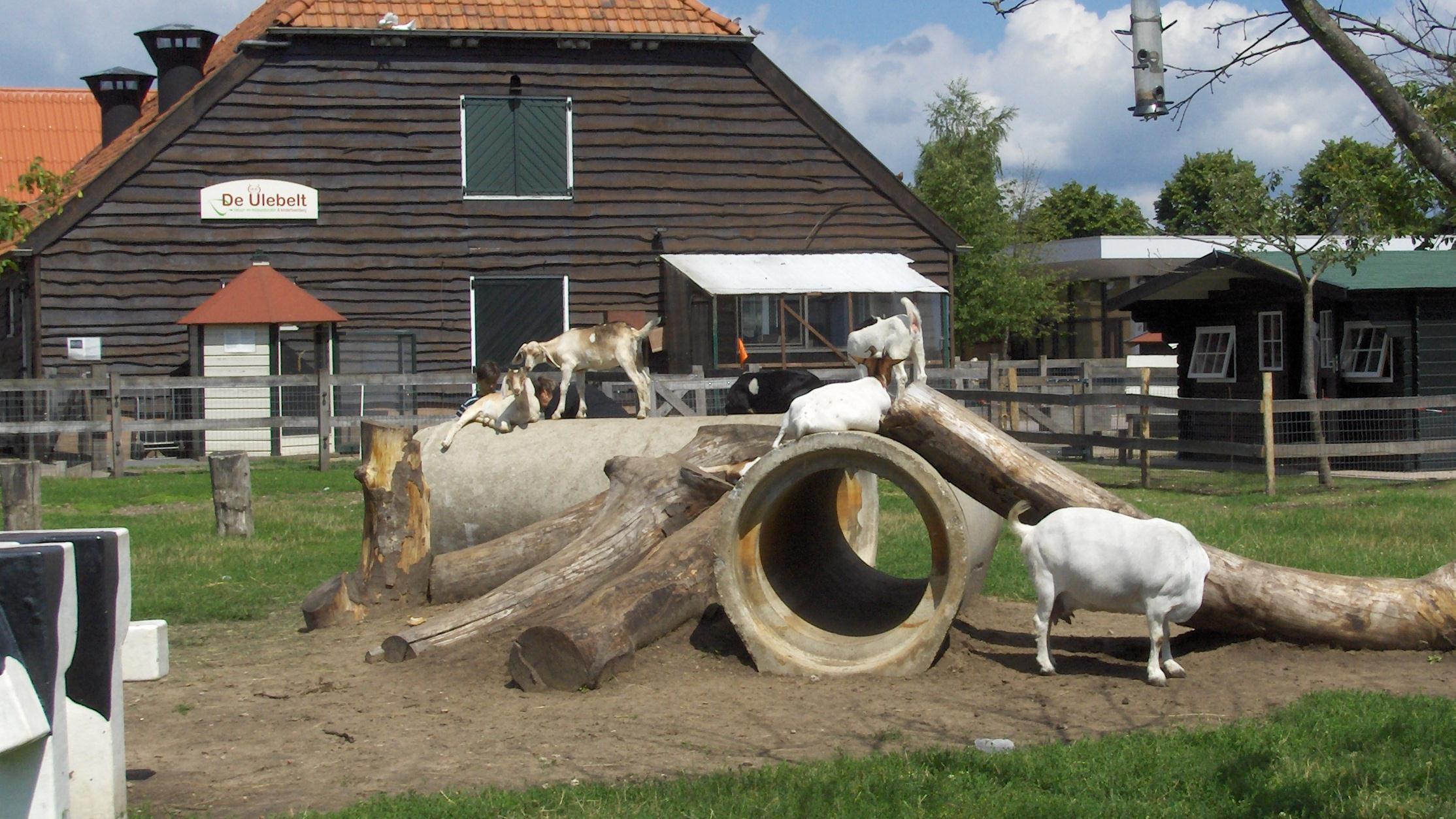 Kinderboerderijen In Overijssel Dicht Na Ontdekking Vogelgriep