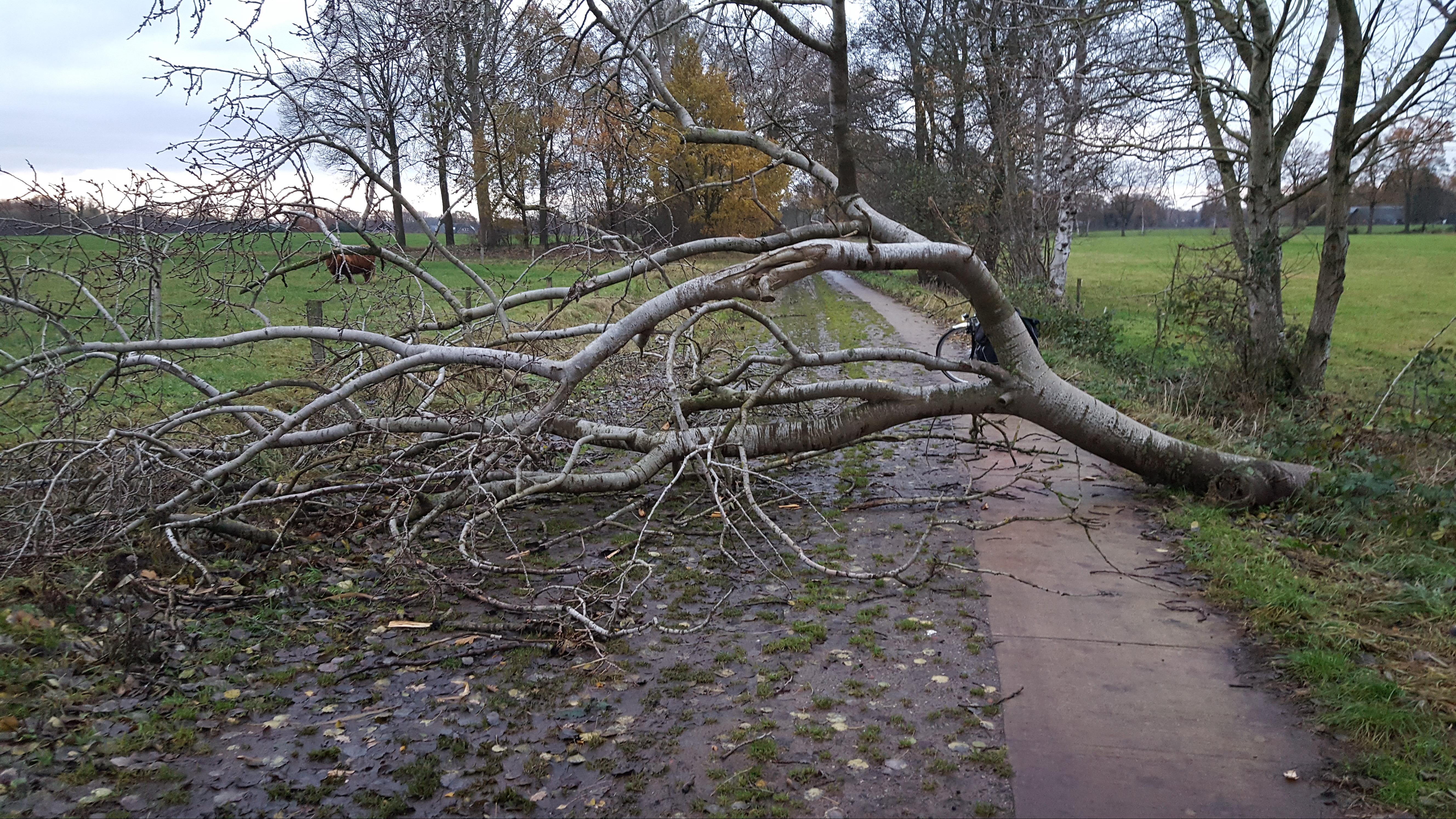 Brandweer Heeft Het Druk Met Omgevallen Bomen, Maar Stormschade In ...