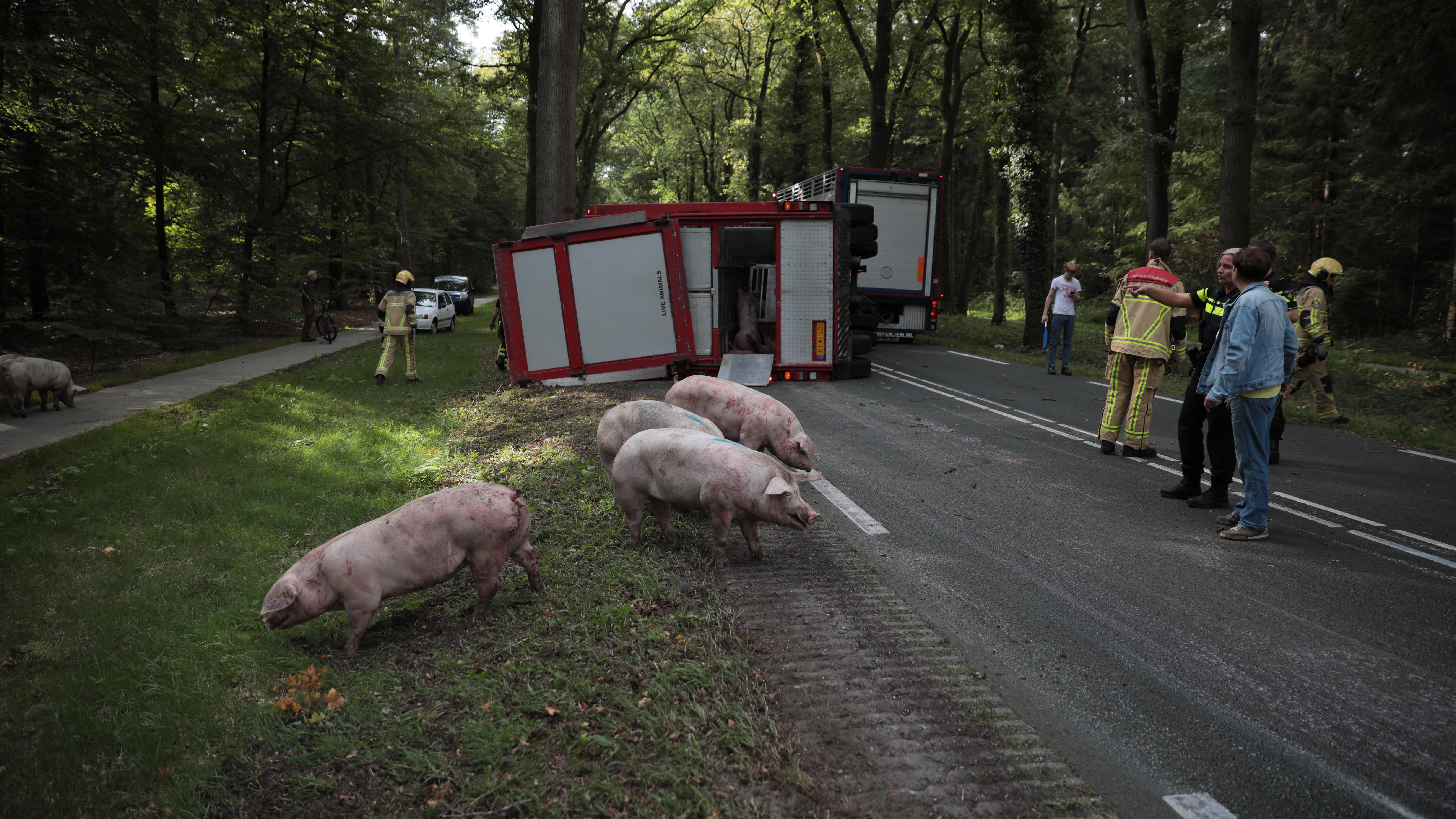 Twintig varkens omgekomen bij ongeluk met vrachtwagen in Ommen.