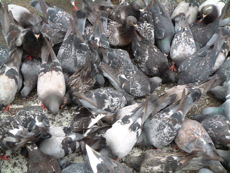 Dode Duif Dode Duif Die Op De Bestrating Ligt Vergiftigde Vogel In De